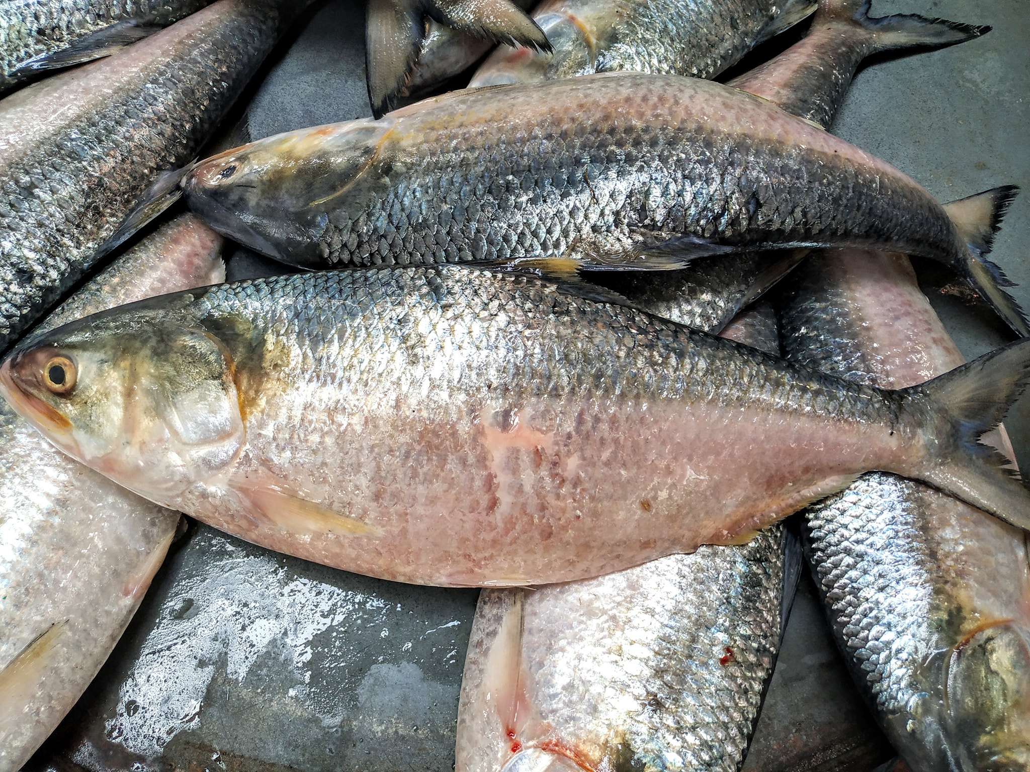 মধ্যরাত থেকে ইলিশ ধরা নিষিদ্ধ