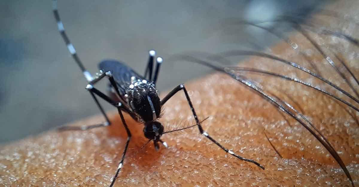 ডেঙ্গুতে আরও দুই মৃত্যু, হাসপাতালে ১৪ রোগী